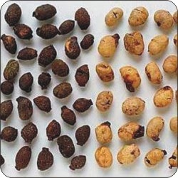 anti bacterial property of duhat syzgium cumini A comparative study of the antibacterial activities of kamias (averrhoa bilimbi), papaya (carica papaya l) and duhat (syzygium cumini) leaves extracts against staphylococcus aureus and escherichia coli through phytochemical screening. anti bacterial property of duhat syzgium cumini A comparative study of the antibacterial activities of kamias (averrhoa bilimbi), papaya (carica papaya l) and duhat (syzygium cumini) leaves extracts against staphylococcus aureus and escherichia coli through phytochemical screening.