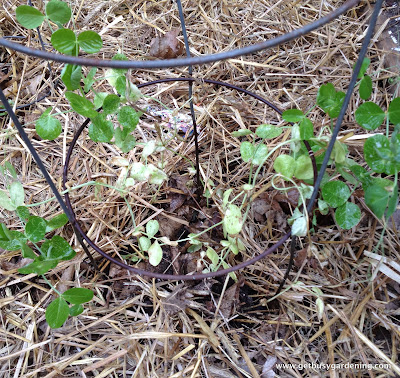 Straw mulch used to control flea beetles