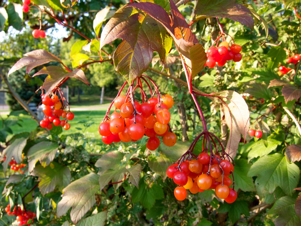 Wild Harvests Highbush Cranberry De Befuddled