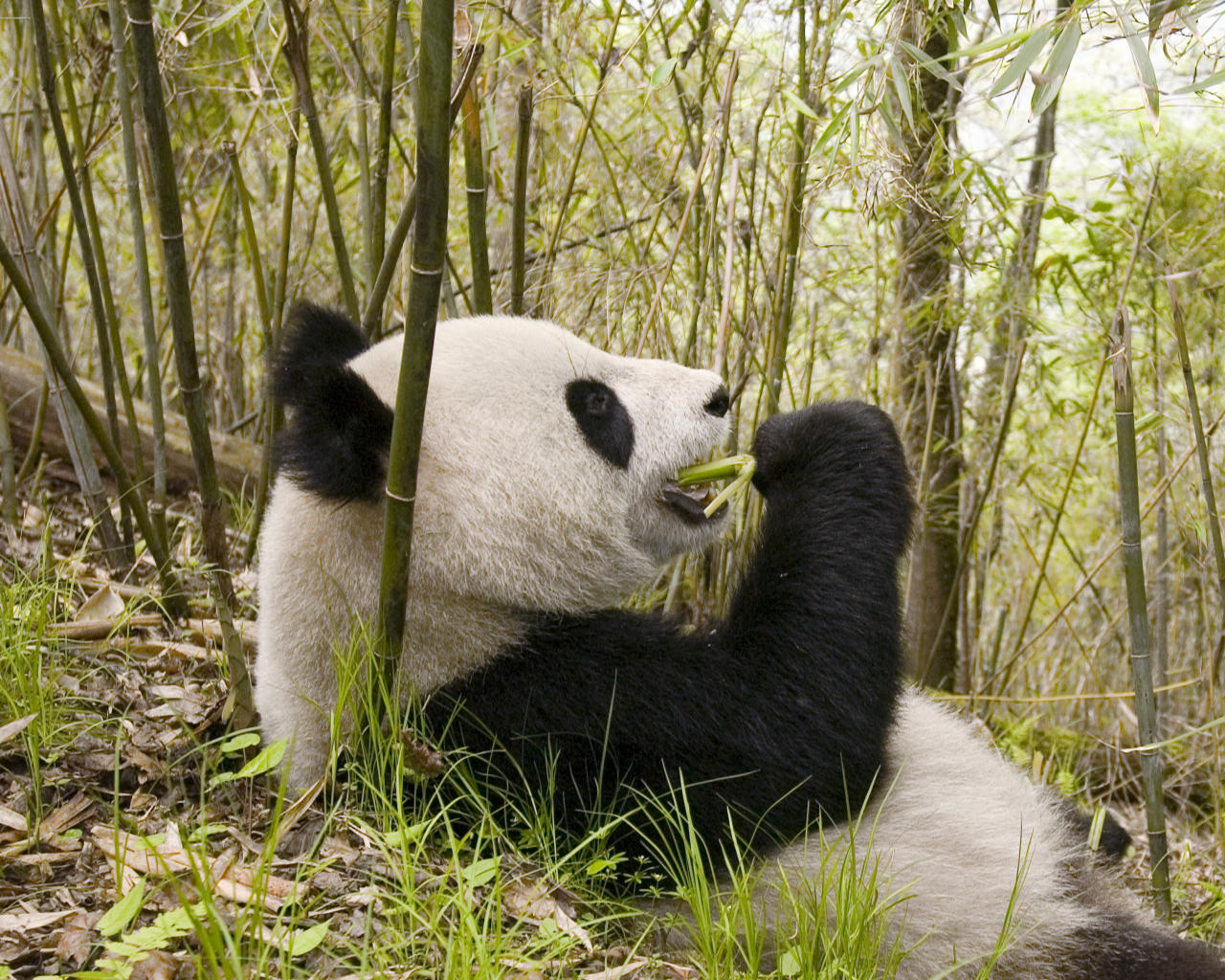 oso panda comiendo oso panda en un rio