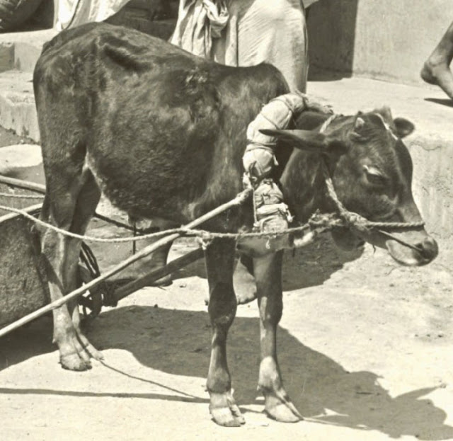 ox-calcutta-animal-kolkata-1908