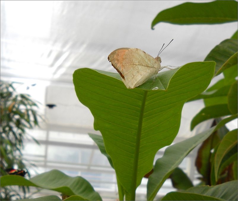 Einen Moment Verweilen Schmetterlinge