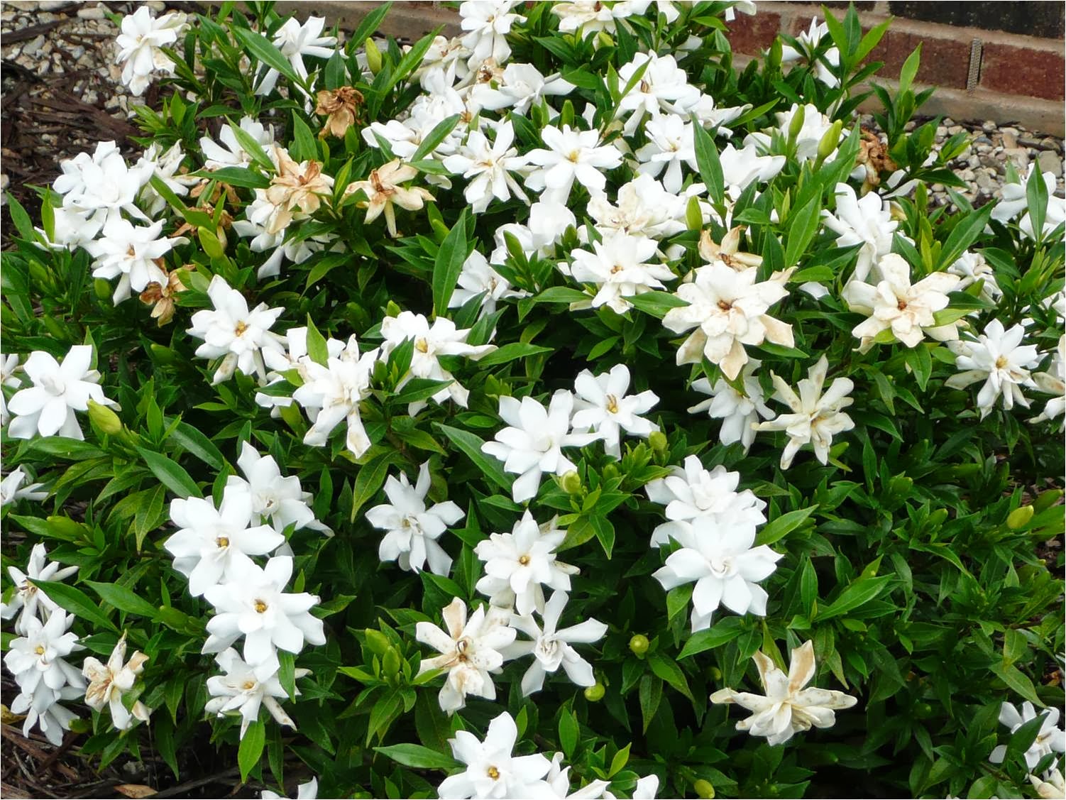 romantic flowers gardenia flower christmas in new orleans