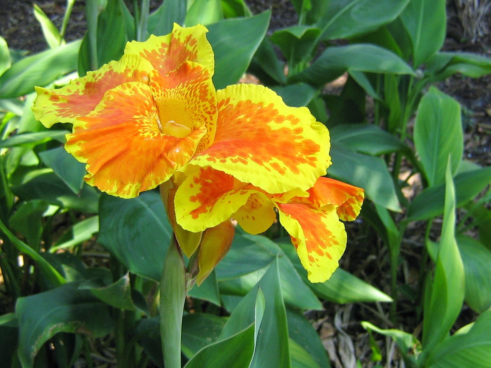 Home And Garden Canna indica Home And Garden Canna indica