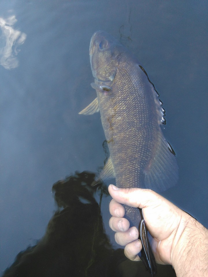 small mouth bass from the concord river in Lowell