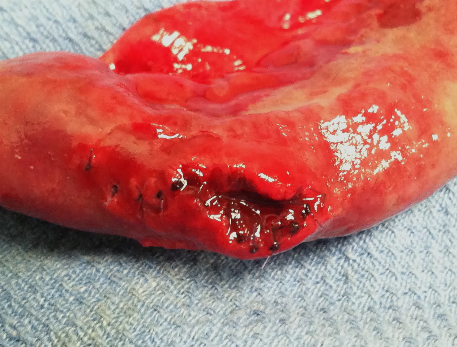 Peritonitis In Dogs Uk Peritonitis In Dogs Uk
