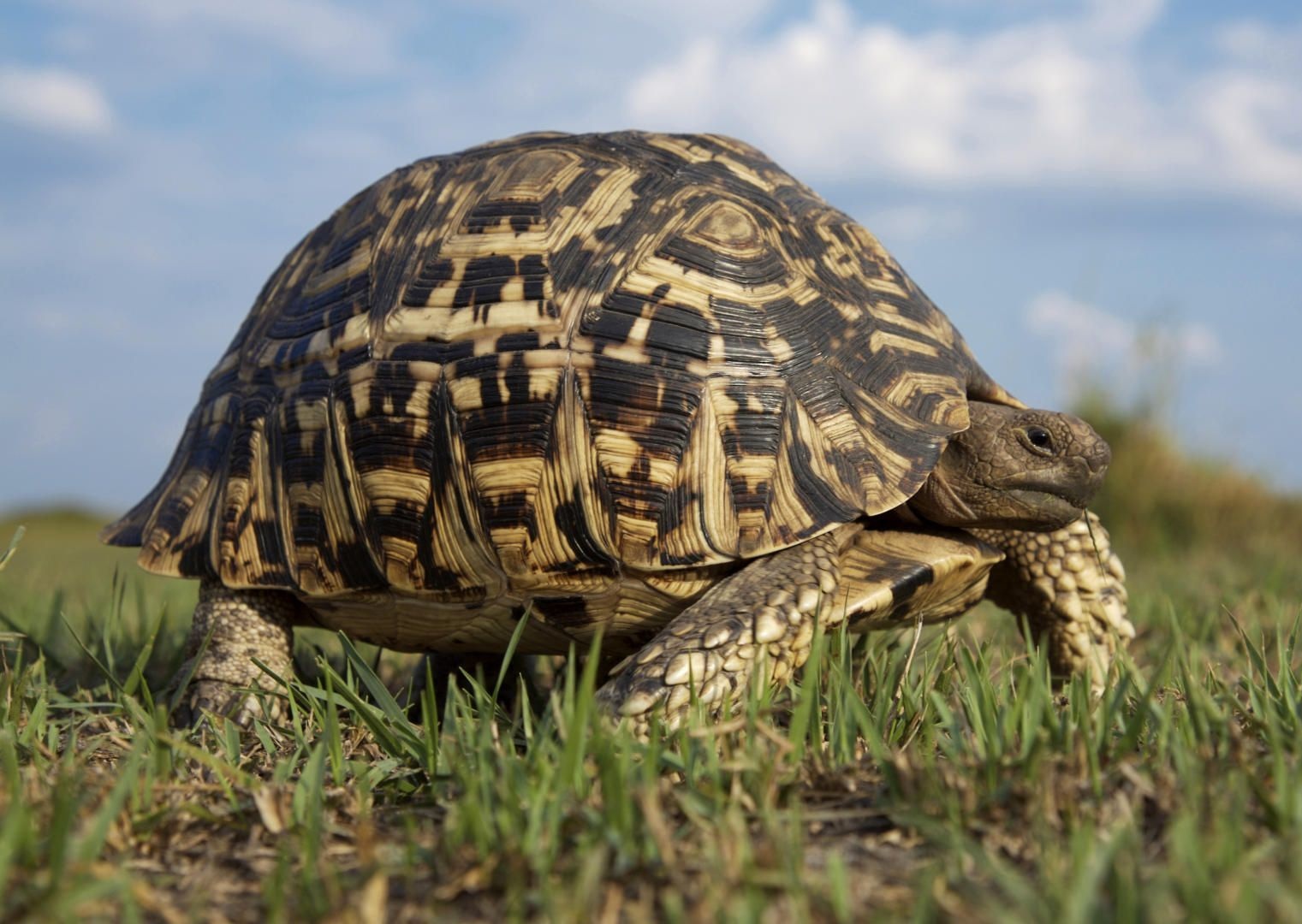 Tortoise Wallpapers Hd - Beautiful Desktop HD Wallpapers Download