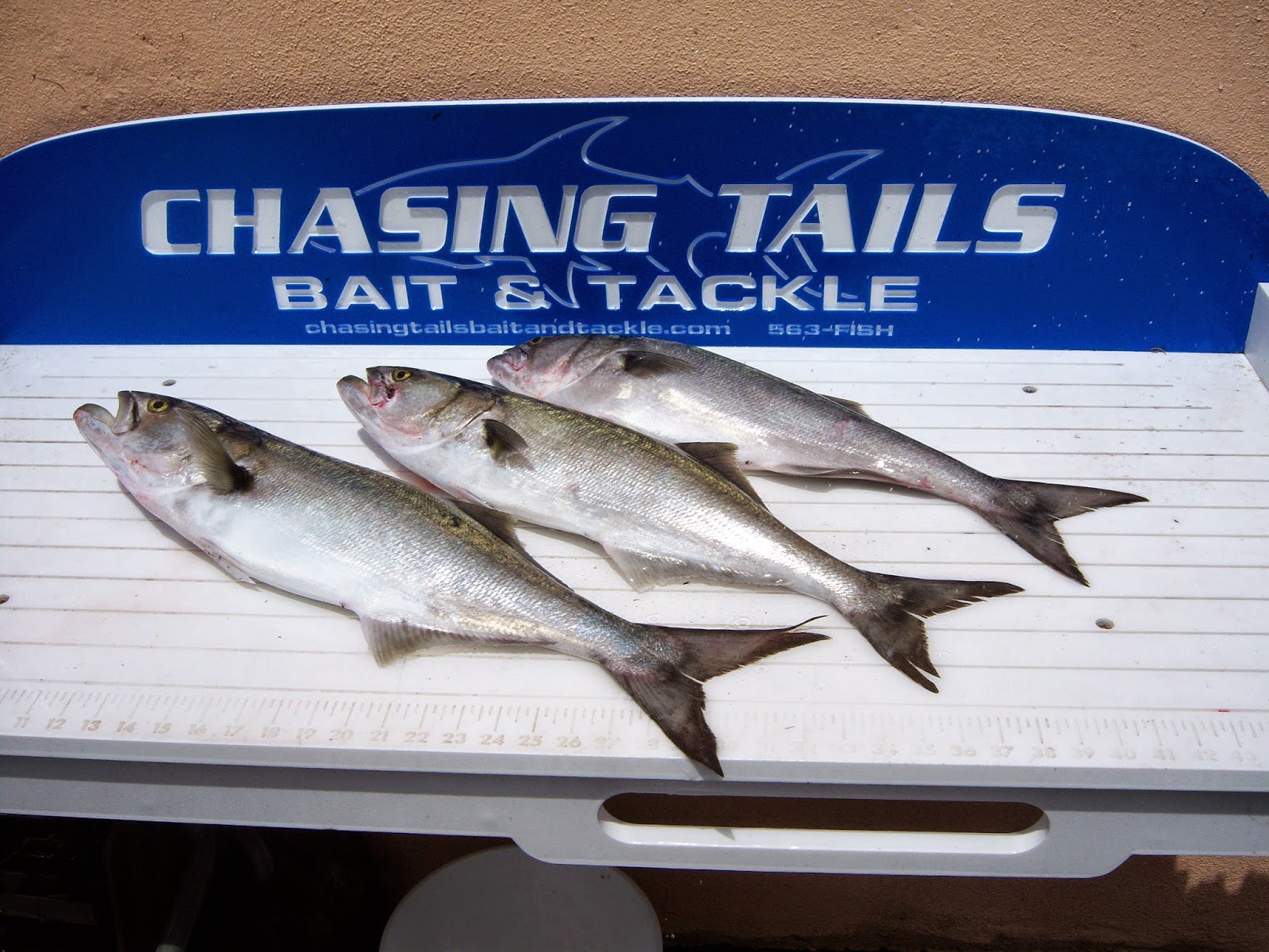 chasing tails bait and tackle