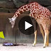 Besucher hatten keine Ahnung, was wird, um die Giraffe passieren