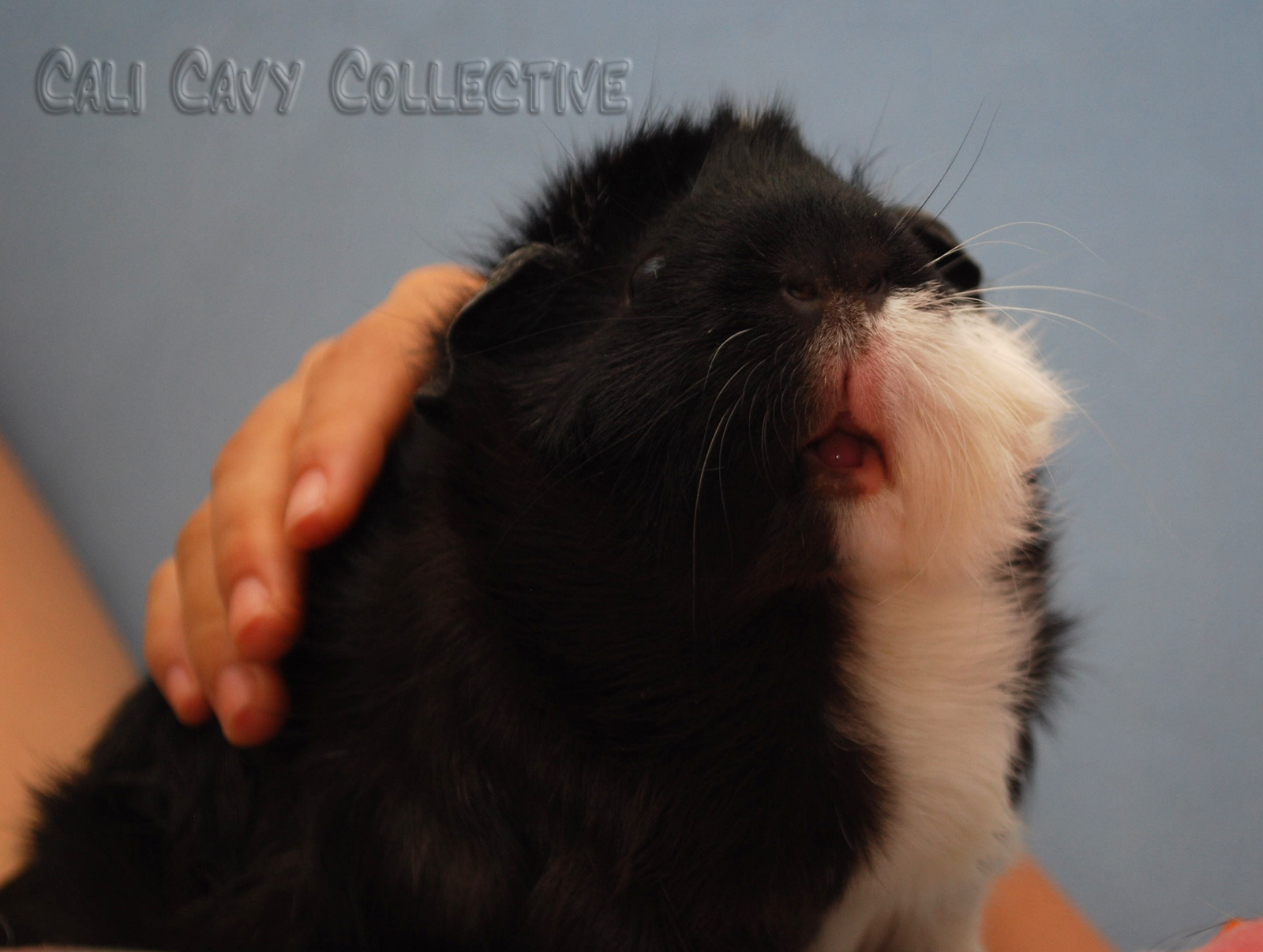 Cali Cavy Collective a blog about all things guinea pig Revy's piggy