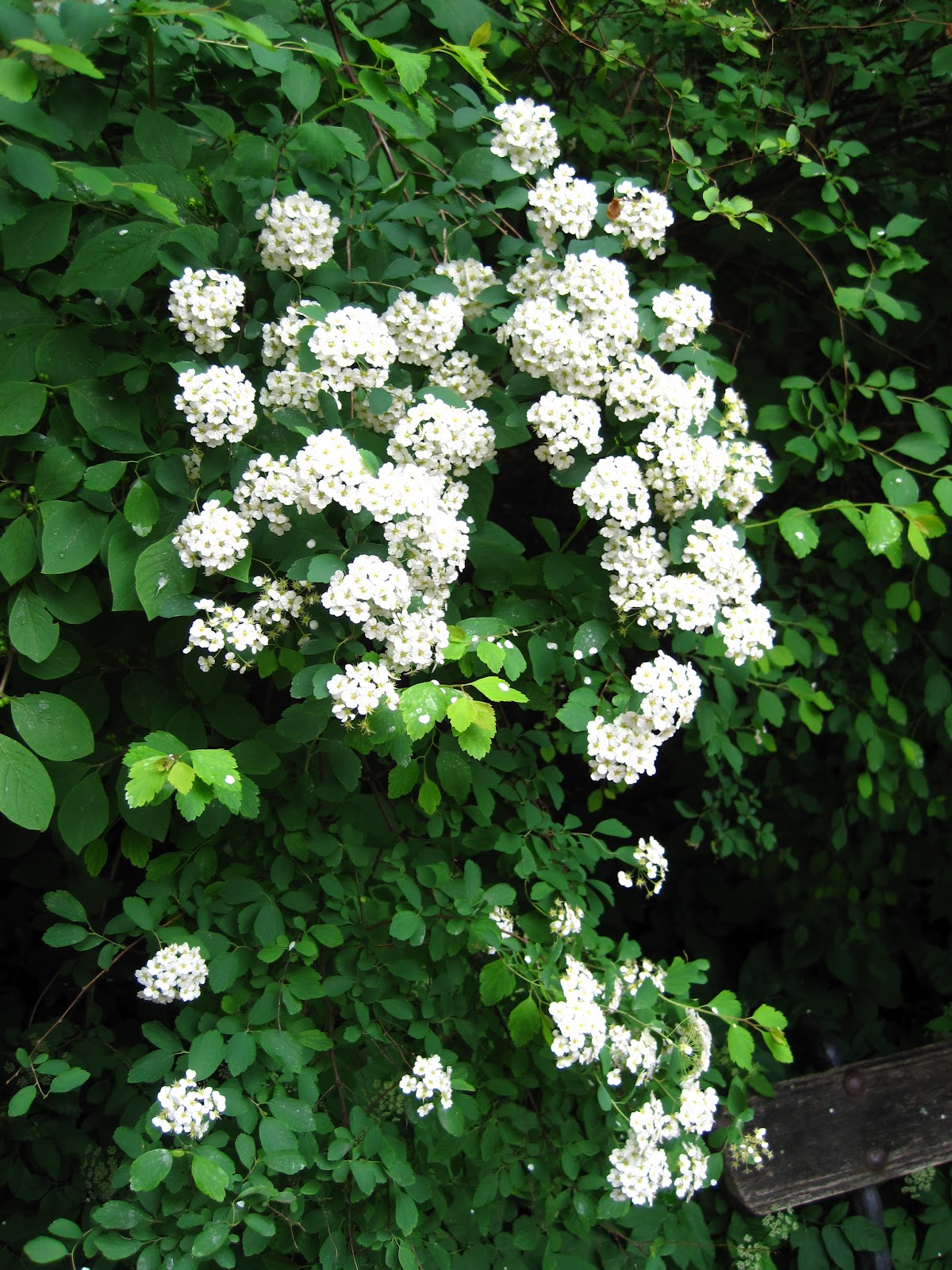 Enjoying My Garden Flowers of Ukraine...