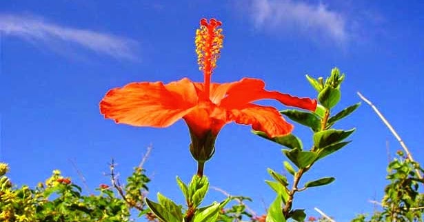 Penamaan Bunga Sepatu, Asal-usul, Klasifikasi, dan Morfologi | Gambar Bunga