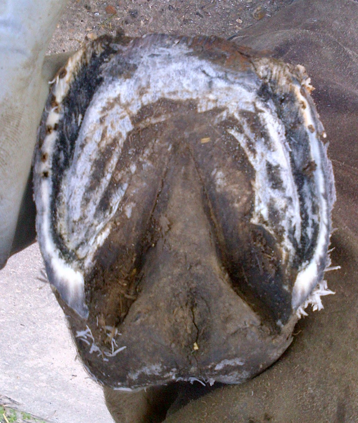 Barefoot Horse Blog May 2012