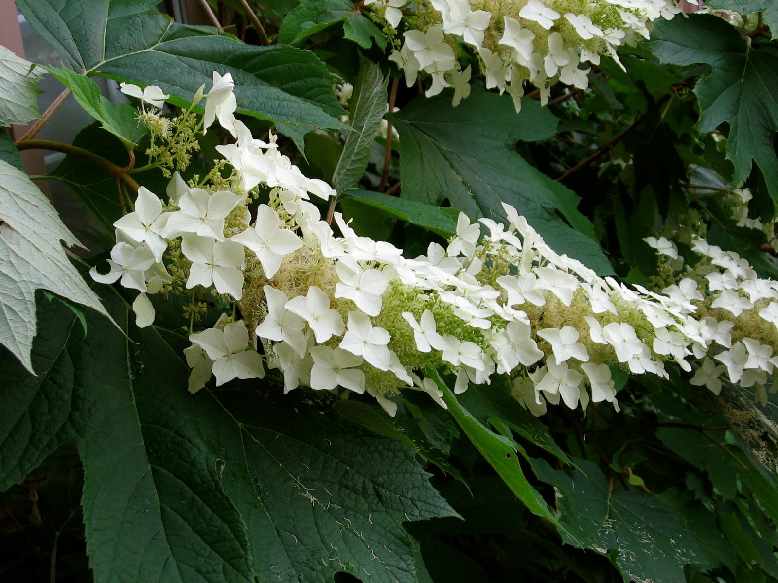 Hoe And Shovel A Native Hydrangea