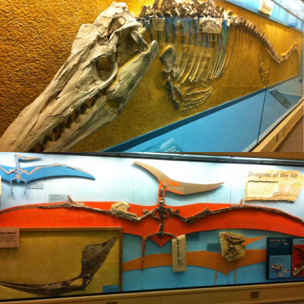 Discovery Under The Dome Celebrating Kansas's new state fossils at the