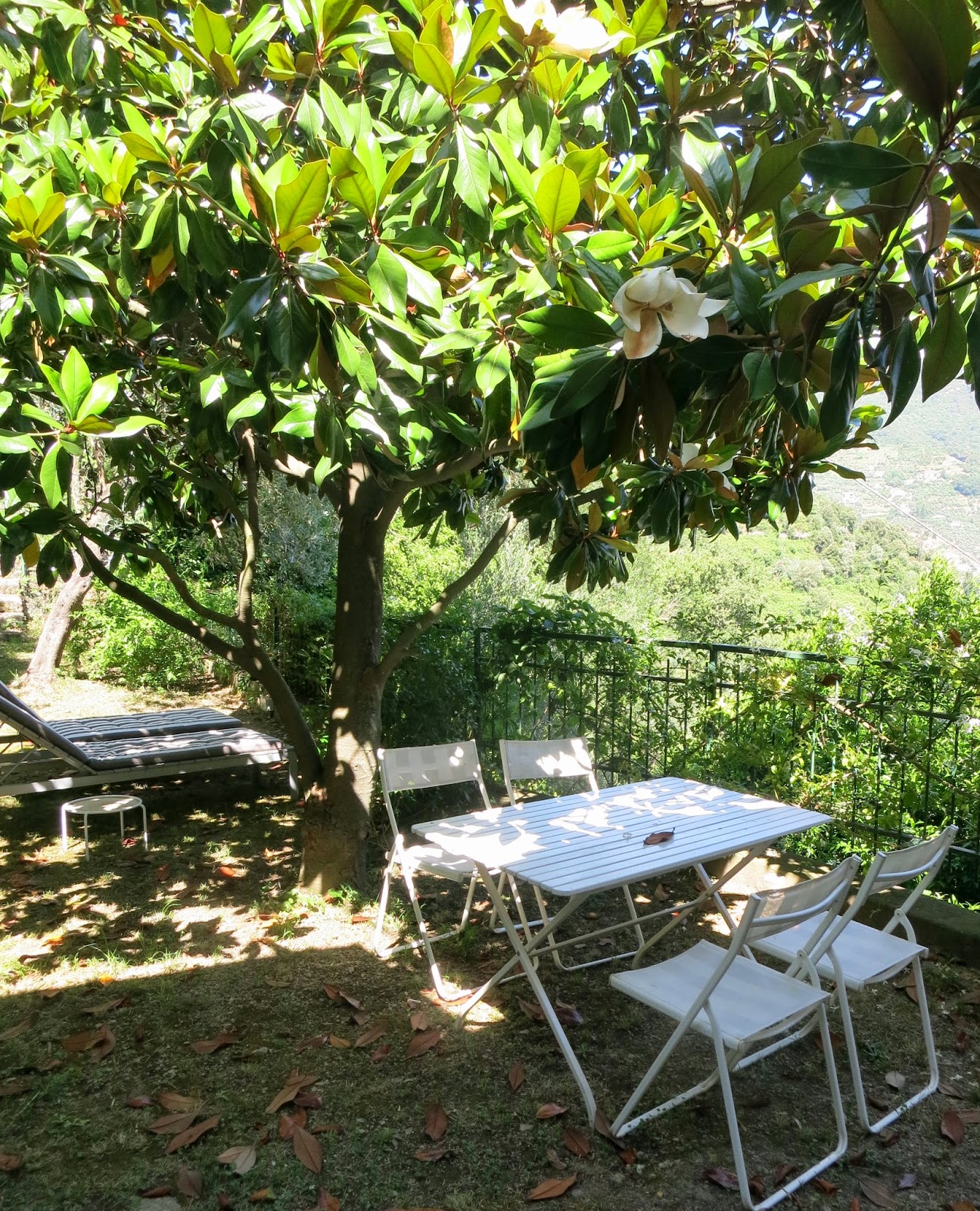 Dappled Willow Tree Old House And New House