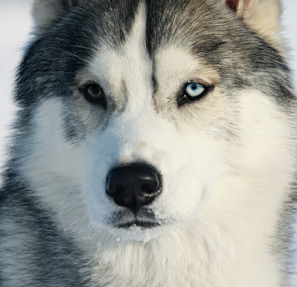 Le Club Husky - Loup - Samoyède - Alsakan Malmute - Akita Le Club Husky - Loup - Samoyède - Alsakan Malmute - Akita