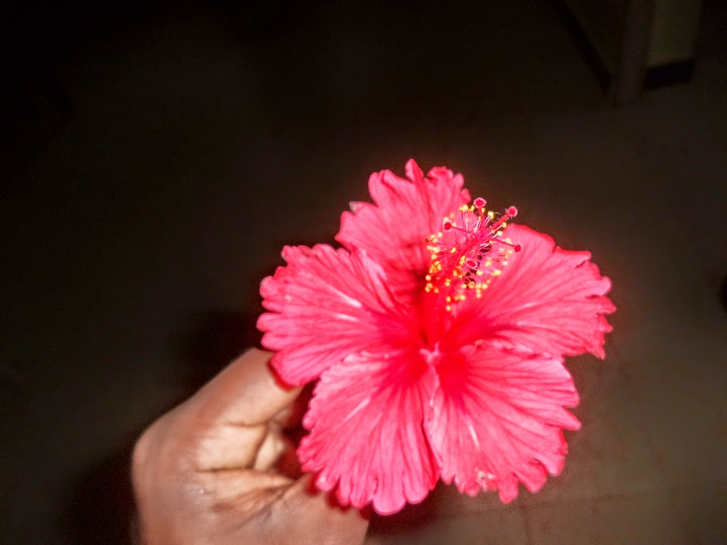Hibiscus in Hand Red flower, hibiscus flower, plucked hibiscus,