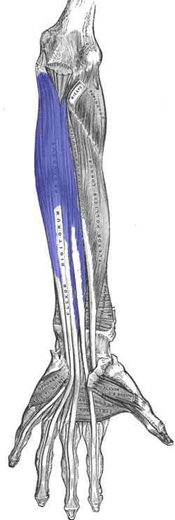 Flexor digitorum profundus muscle. Ventral view of the deep muscles of the forearm. FDP is shown in blue. Flexor digitorum profundus muscle. Ventral view of the deep muscles of the forearm. FDP is shown in blue.