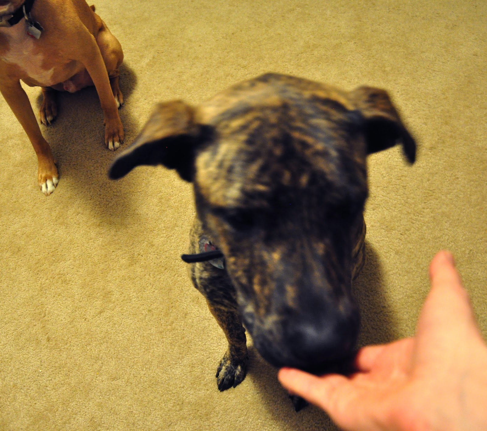 Leopold's Crate Train your dog and keep your fingers, too! Tips on how to teach your dog to