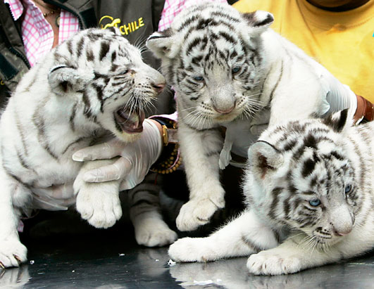 cute white tiger wallpaper. White Tigers Free Desktop