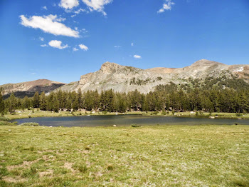 The Meadow at Tioga Pass