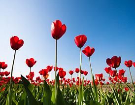 Anisti Ibuno Flowers : Meaning of Tulips