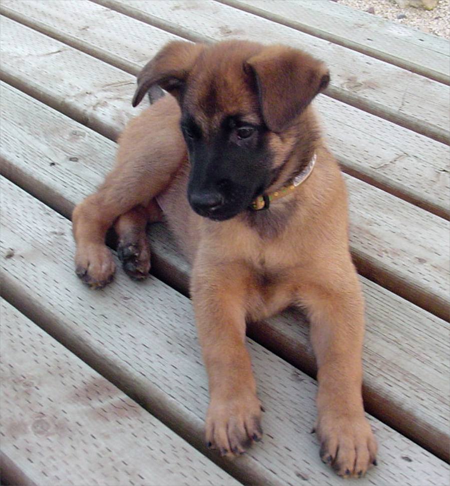 Belgian Shepherd Malinois Pictures and Reviews | Dog breeds and 