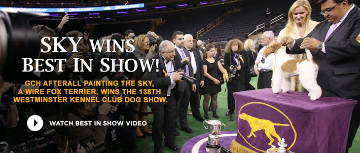 The Most Prestigious Dog Show In the United States