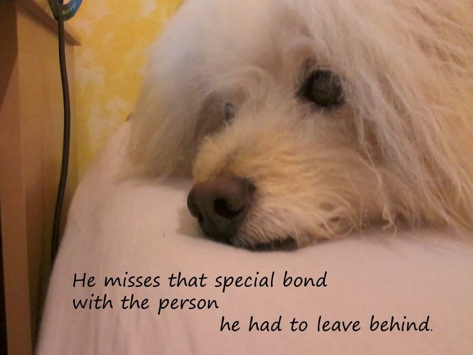 Animal Souls Life After Death Pet TV l Pet Spirits l Can Pets Come Back