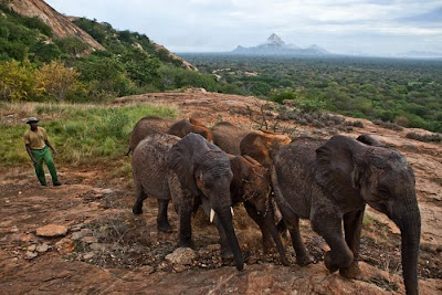 Kenya's Baby Elephant Orphanage Seen On www.coolpicturegallery.us