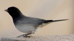 Dark-Eyed Junco sitting beside me on the wall.