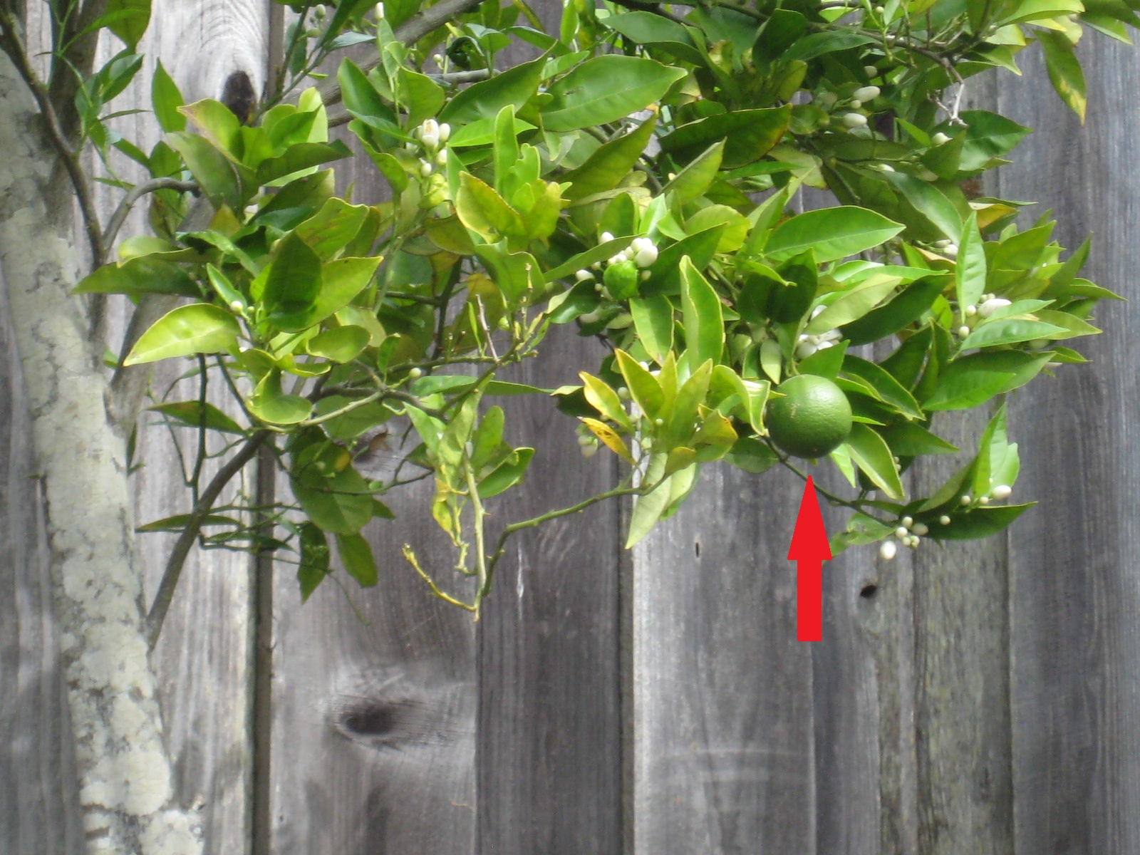 Citrus Trees (3.5 gallon Assorted Varieties Lime, Tangerine, Kumquat) Costco Weekender