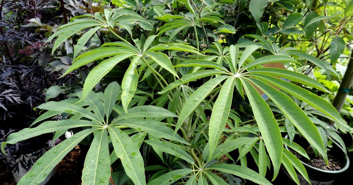 danger garden: Schefflera, a dime a dozen?