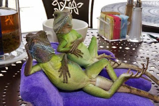 Iguana lizards Iguana lizards