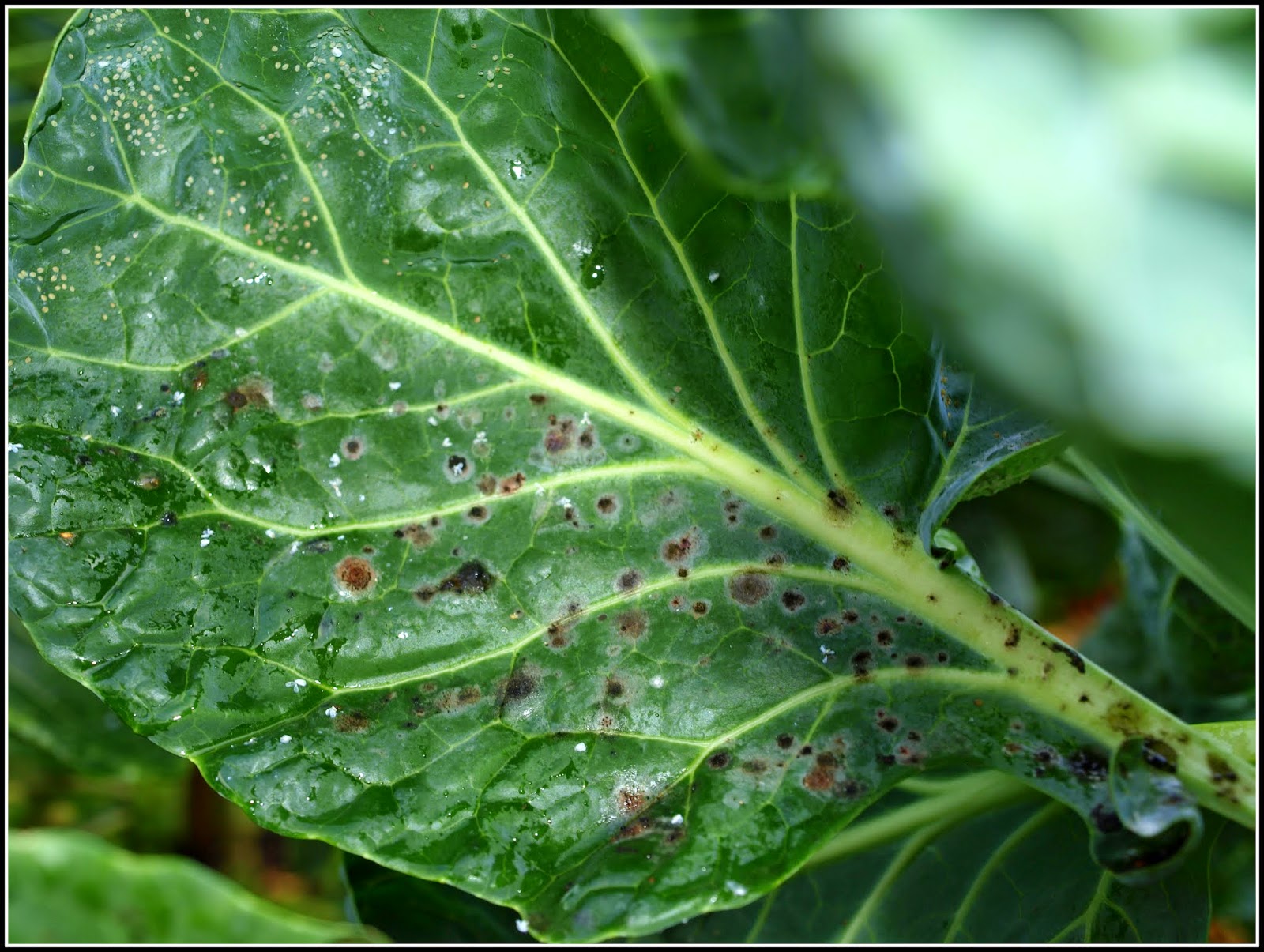 Mark�s Veg Plot Cabbage Whitefly