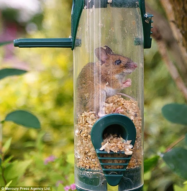 bird feeder tempat makan burung unik obat serangga kecoa bird feeder tempat makan burung unik obat serangga kecoa