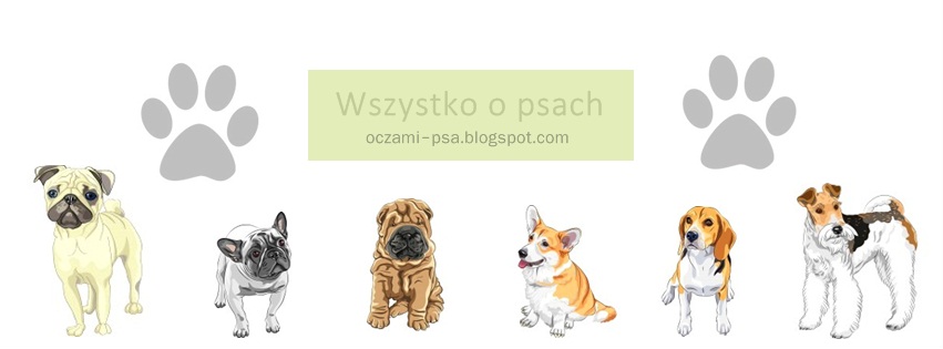 Psi świat - wszystko o psach