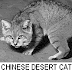 Chinese Desert Cat