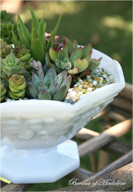 Because of Madalene: DIY: Succulent Garden