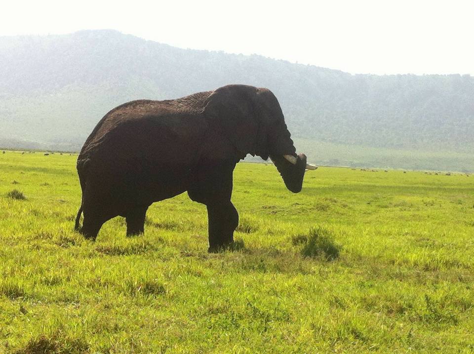 NgoroNgoro Crater