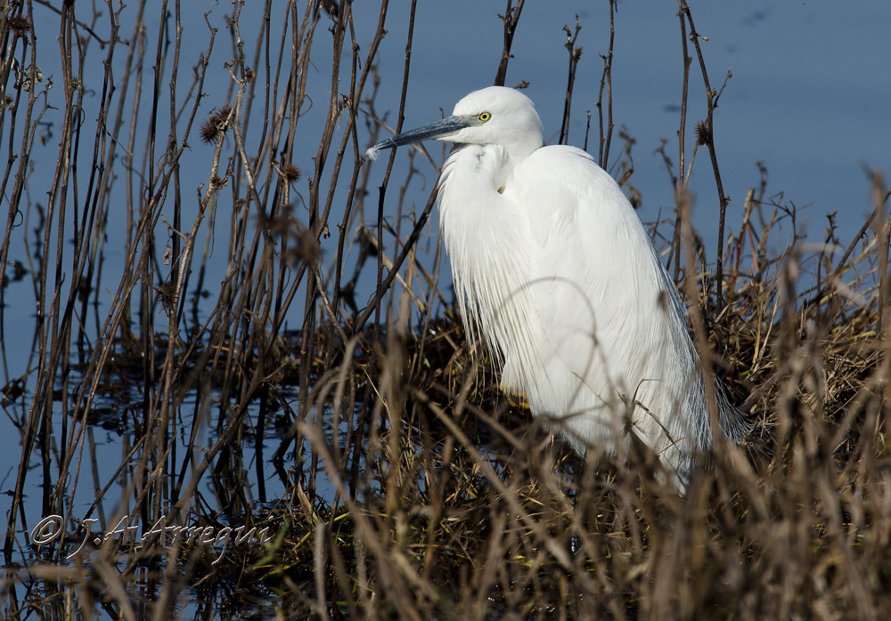 Garceta común, Egretta garzetta, Little Egret Garceta común, Egretta garzetta, Little Egret