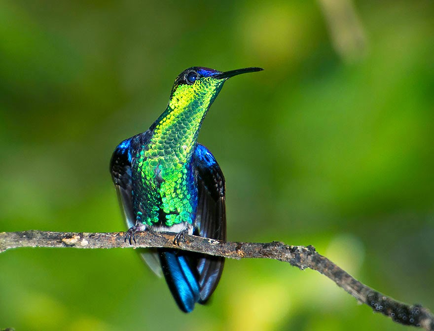 Le dilemme du colibri pour franchir les obstacles : manœuvrer ou