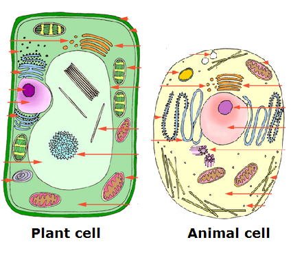 #14: Cell structure | Biology Notes for IGCSE 2014 & 2022