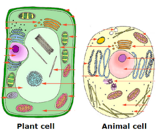 #14: Cell structure | Biology Notes for IGCSE 2014 & 2022