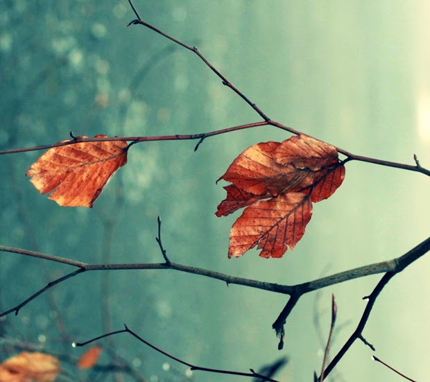Branch Branch