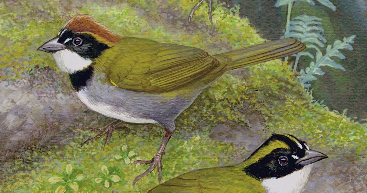 Species New to Science [Ornithology • 2013] Arremon kuehnerii