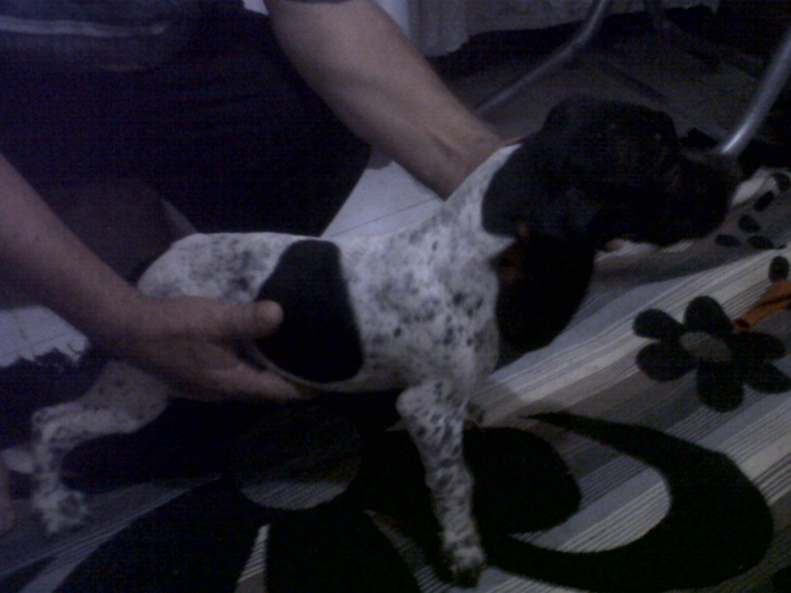 DİŞİ TARSUS ÇATALBURUN AV KÖPEĞİ, Av köpekleri, satılık, ucuz, eğitimi