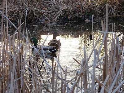 ducks