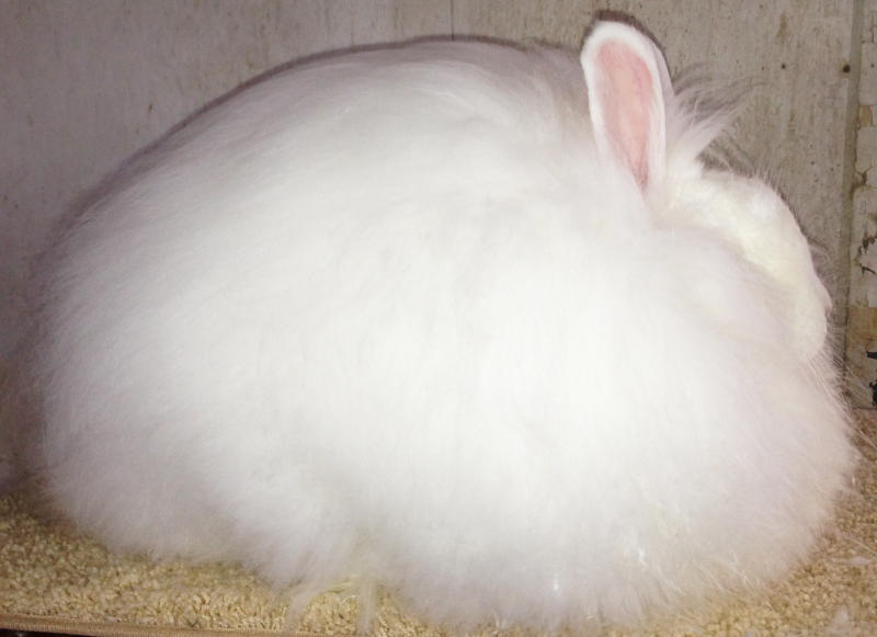 northern california angora guild hgf tp wins double all breed best in show in ohio